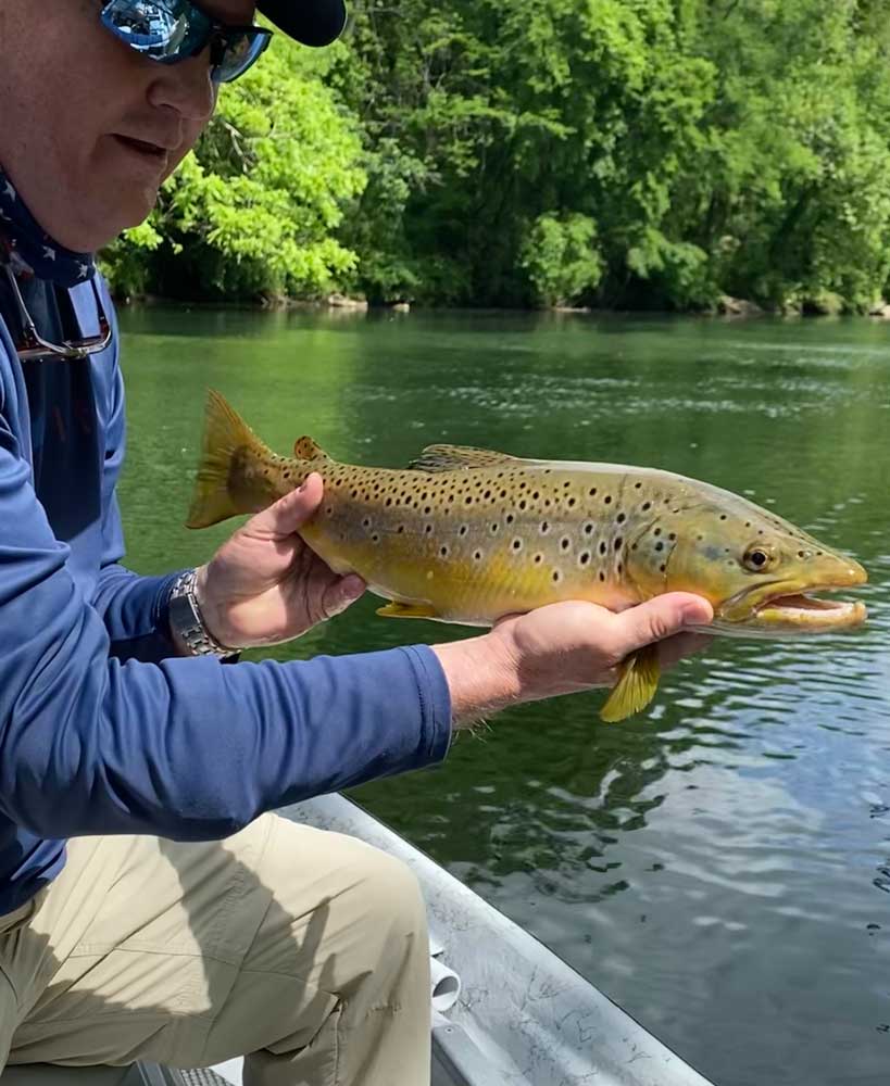 Trout Fish Caught on Guided Fly Fishing Tour